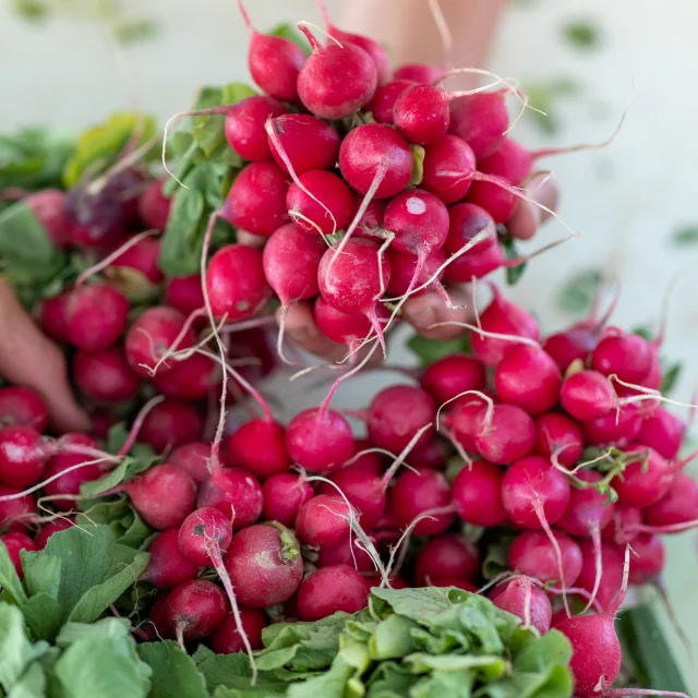 Marche De Figeac Malika Turin 2154 Web