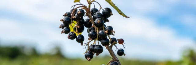 Cassis dans un champ