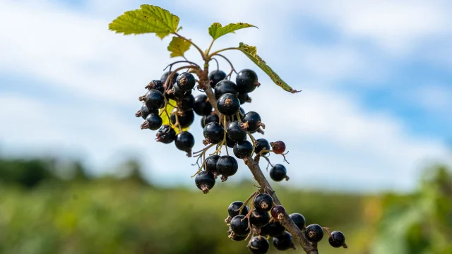 Cassis dans un champ