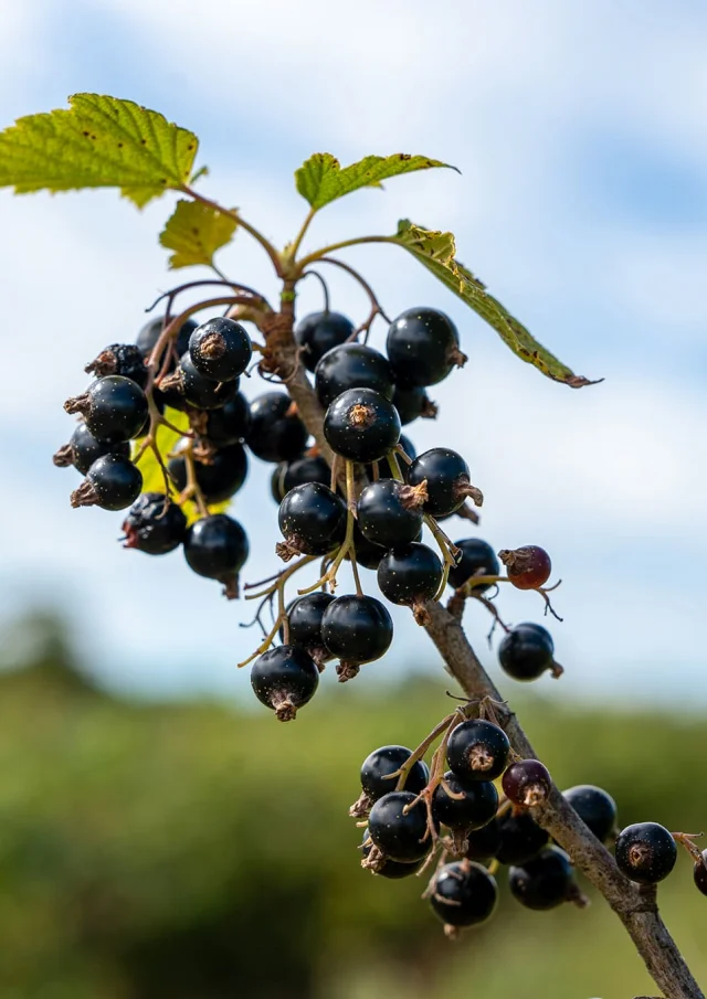 Blackcurrant in a field