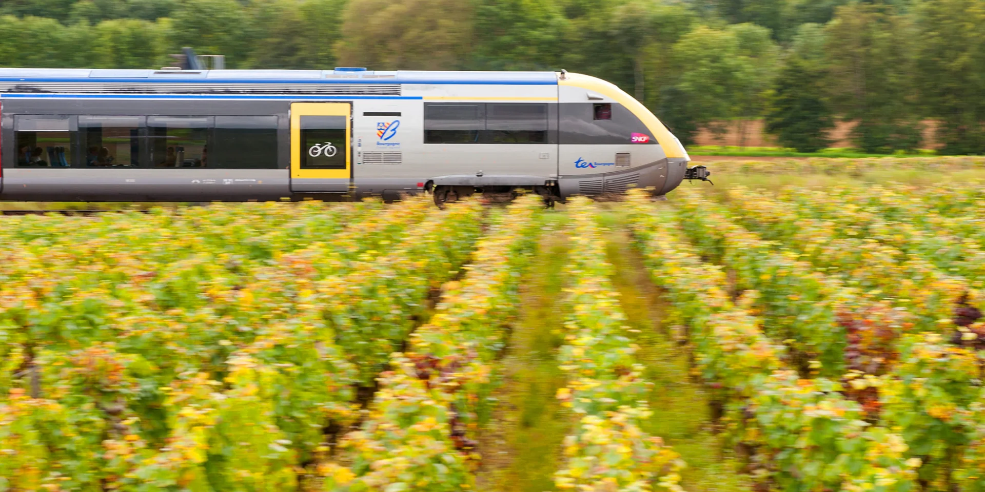 TER Bourgogne entouré de vignes