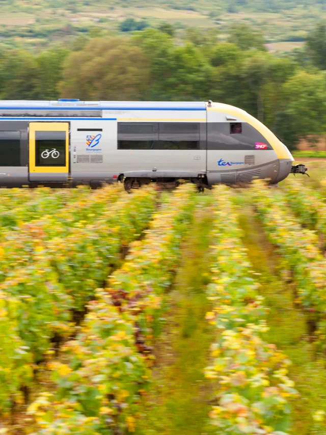 TER Bourgogne entouré de vignes