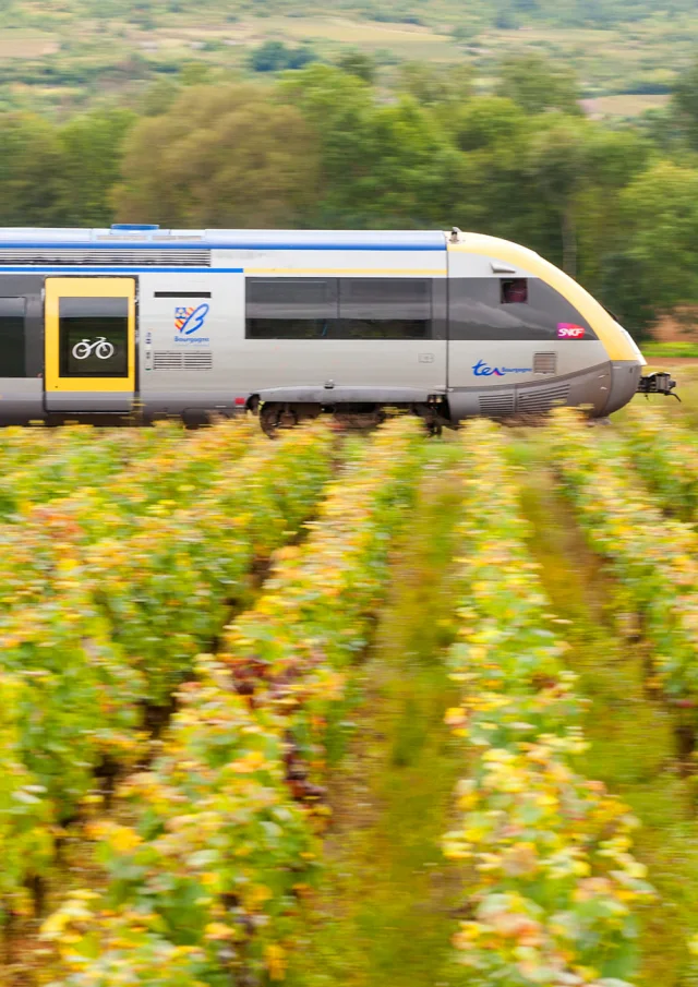 TER Bourgogne entouré de vignes