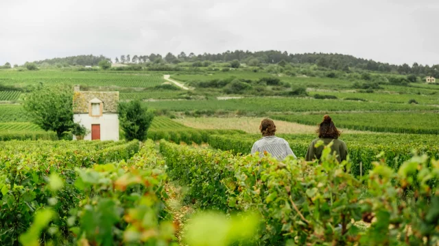 Balade sur la Route des Grands Crus de Bourgogne