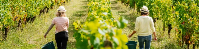 Vendanges sur la Route des Grands Crus en Bourgogne en Côte-d'Or