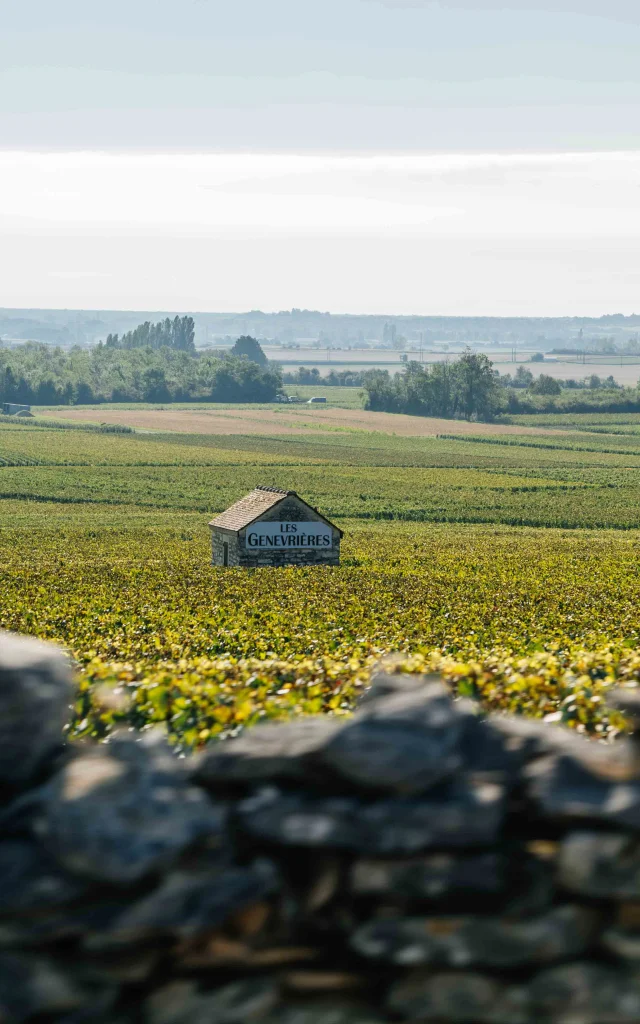 Randonnée dans les vignes en famille