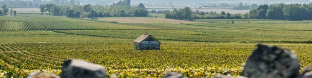 Randonnée dans les vignes en famille