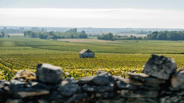 Randonnée dans les vignes en famille