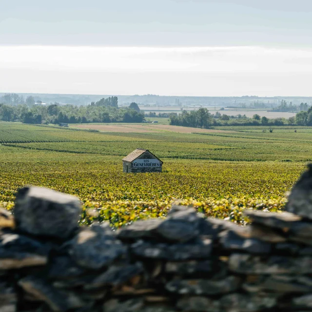 Randonnée dans les vignes en famille