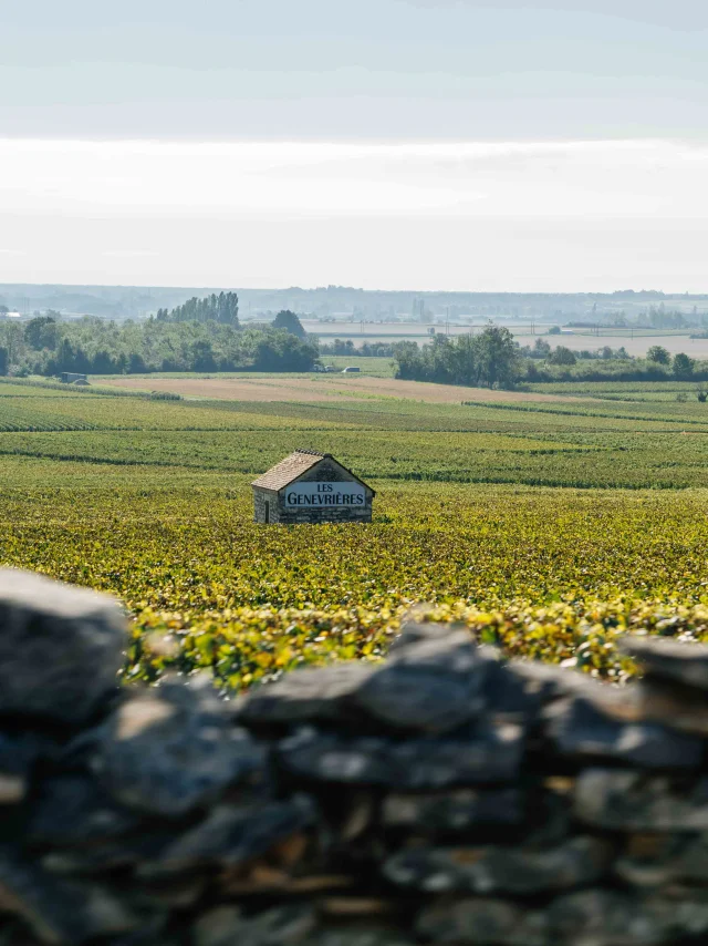 Randonnée dans les vignes en famille