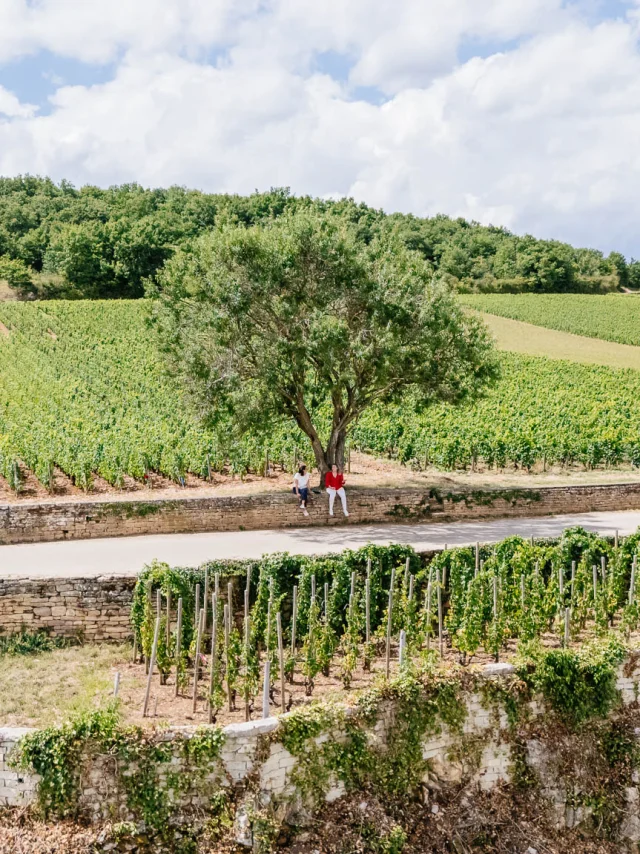 Vue aérienne Vougeot