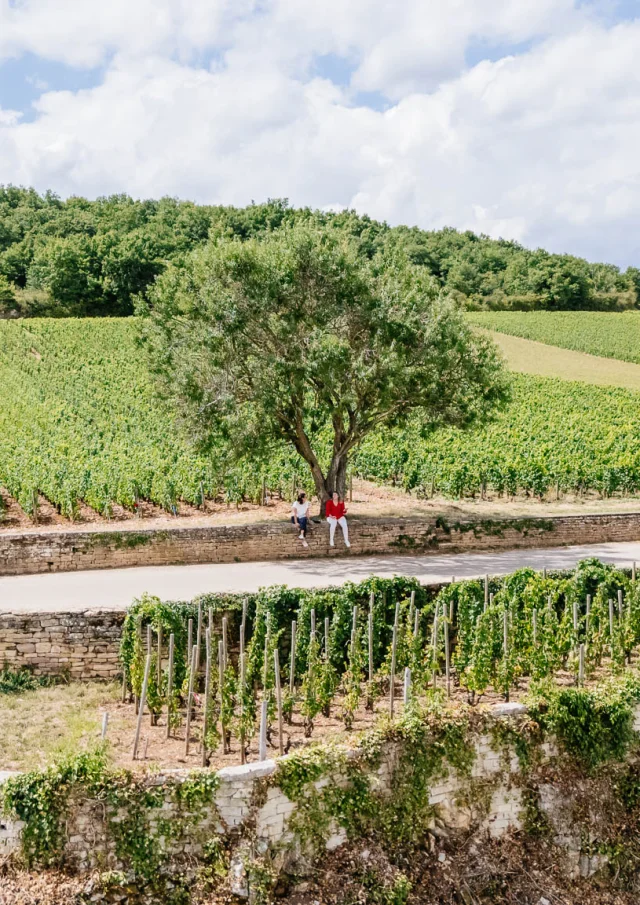 Vue aérienne Vougeot