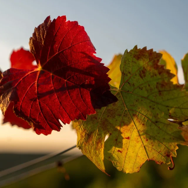 Instagram #routedesgrandscrusdebourgogne