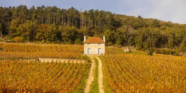 Vines Gevrey-Chambertin - Route des Grands Crus de Bourgogne
