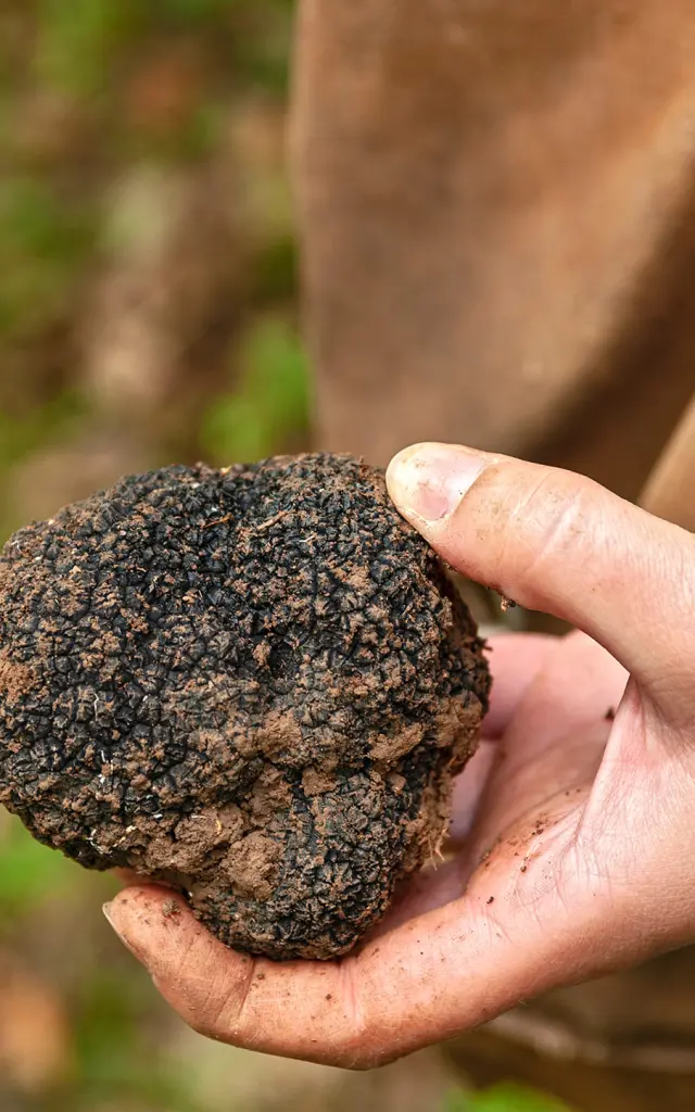 Truffe de Bourgogne