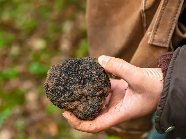 Truffe de Bourgogne