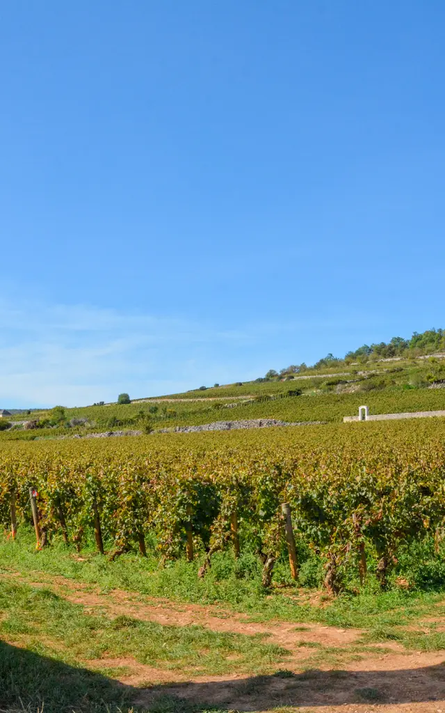 Puligny-Montrachet