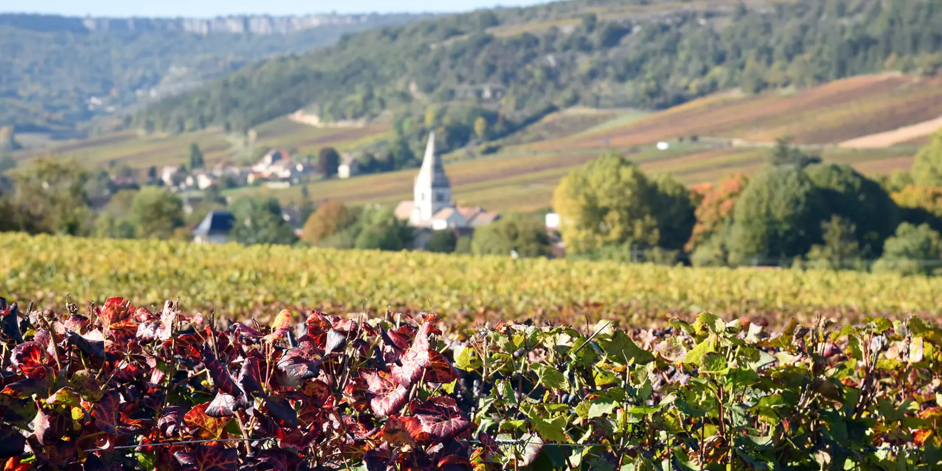 Auxey-Duresses au printemps