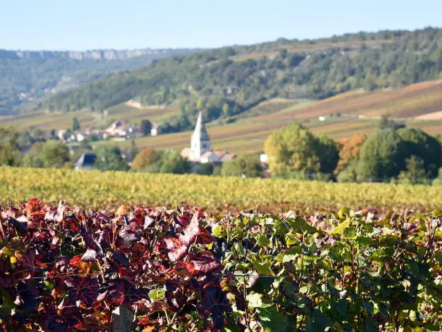 Auxey-Duresses in spring