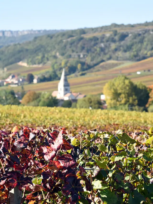 Auxey-Duresses au printemps