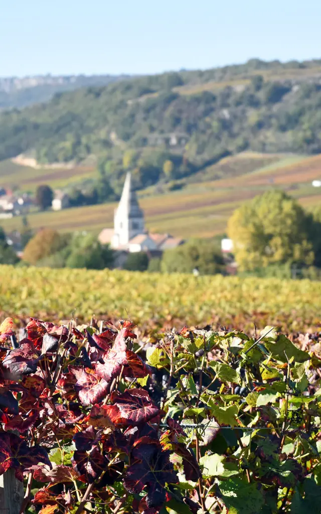 Auxey-Duresses au printemps