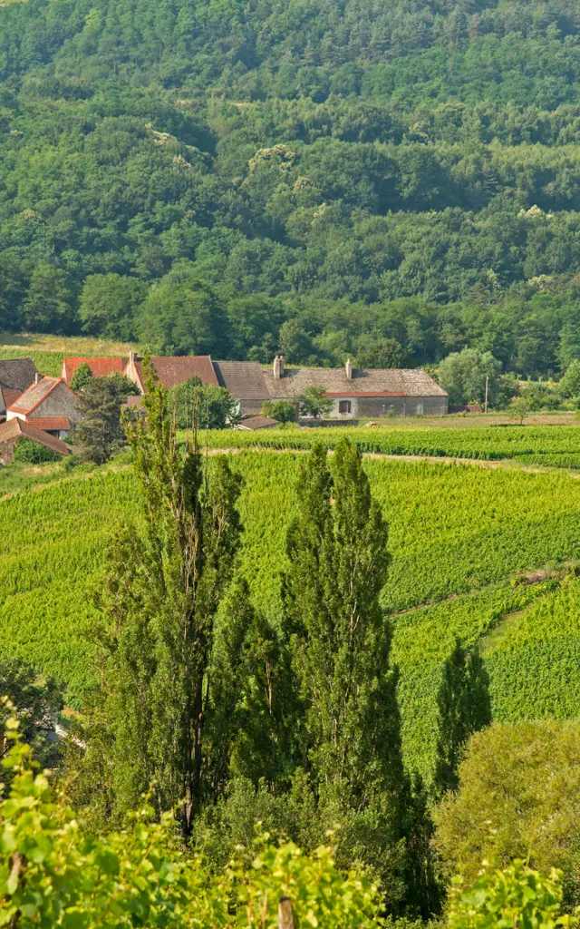 Vineyards in Dezize-Les-Maranges