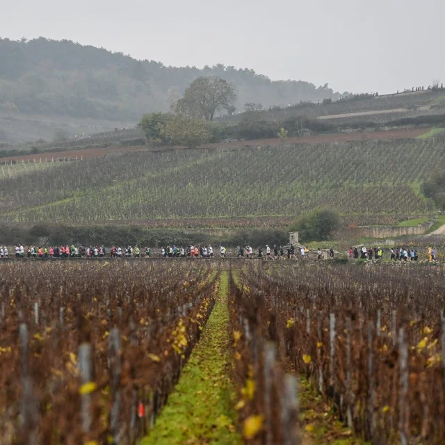 Semi-marathon de la vente des vins de Beaune
