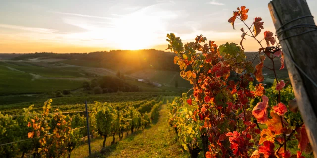 Vue sur les vignes en automne sur la Route des Grands Crus