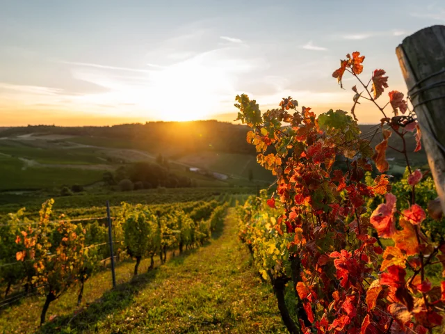 Vue sur les vignes en automne sur la Route des Grands Crus