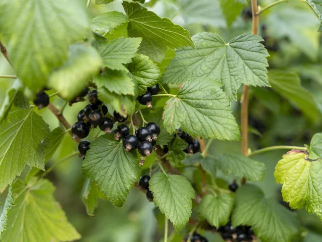 Cassis - Route du Cassis de Côte-d'Or