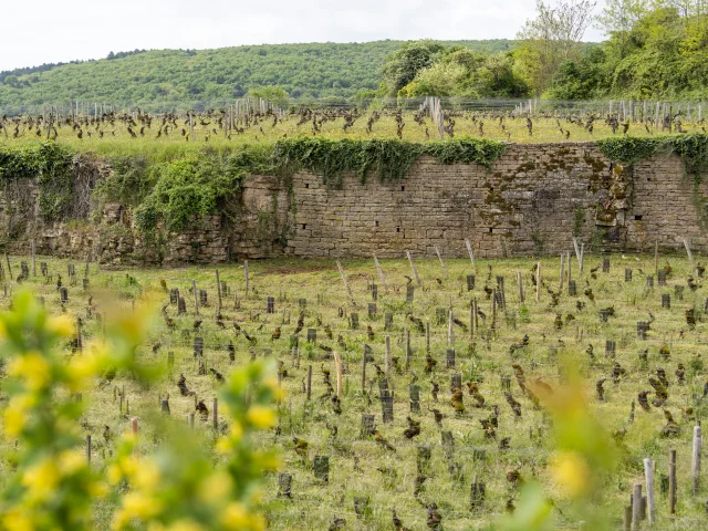 Combe des Moines - Gevrey-Chambertin