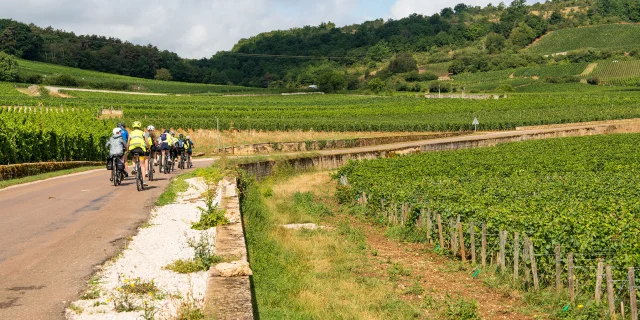 Cyclistes dans les vignes