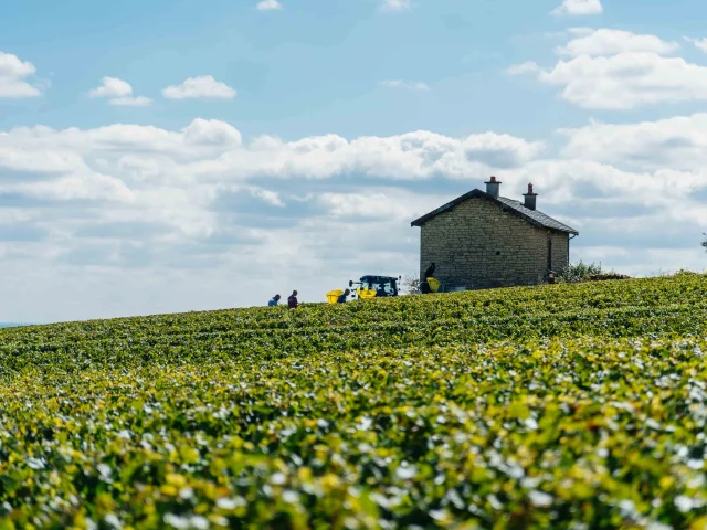 Vignes proches de Meursault