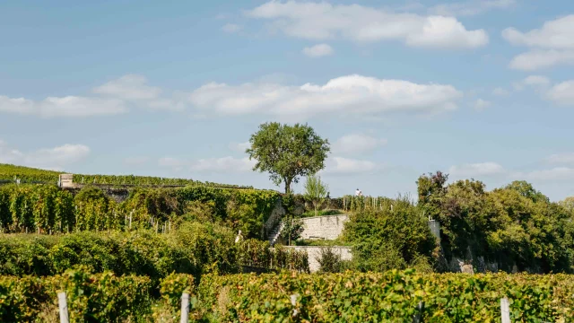 Château du Clos de Vougeot en Côte-d'Or