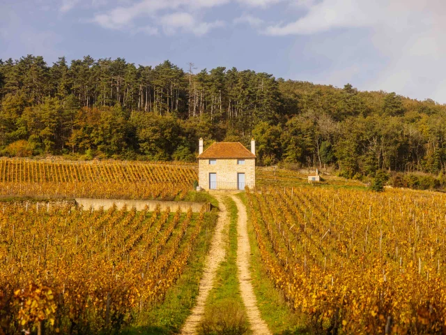 Vignes Gevrey-Chambertin - Route des Grands Crus de Bourgogne