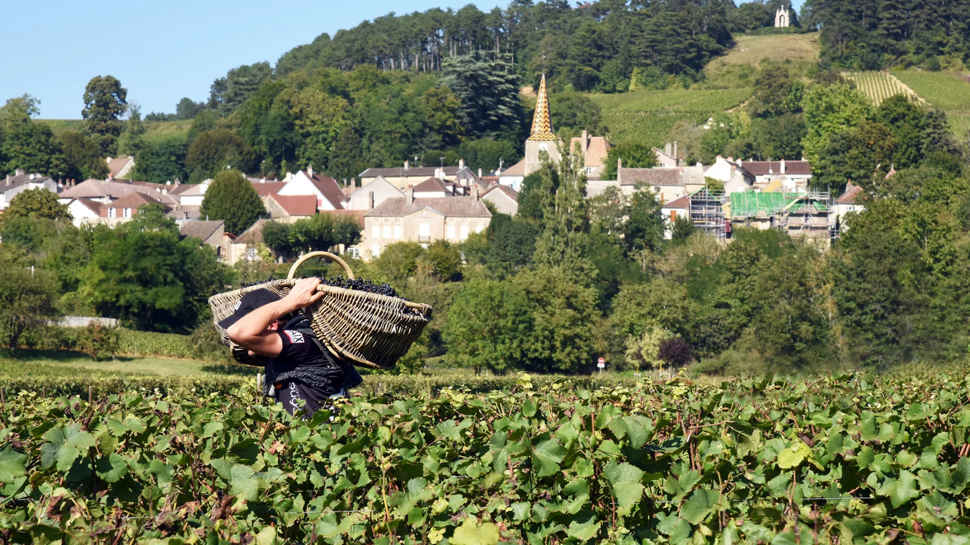 Vendanges à Pernand-Vergelesses