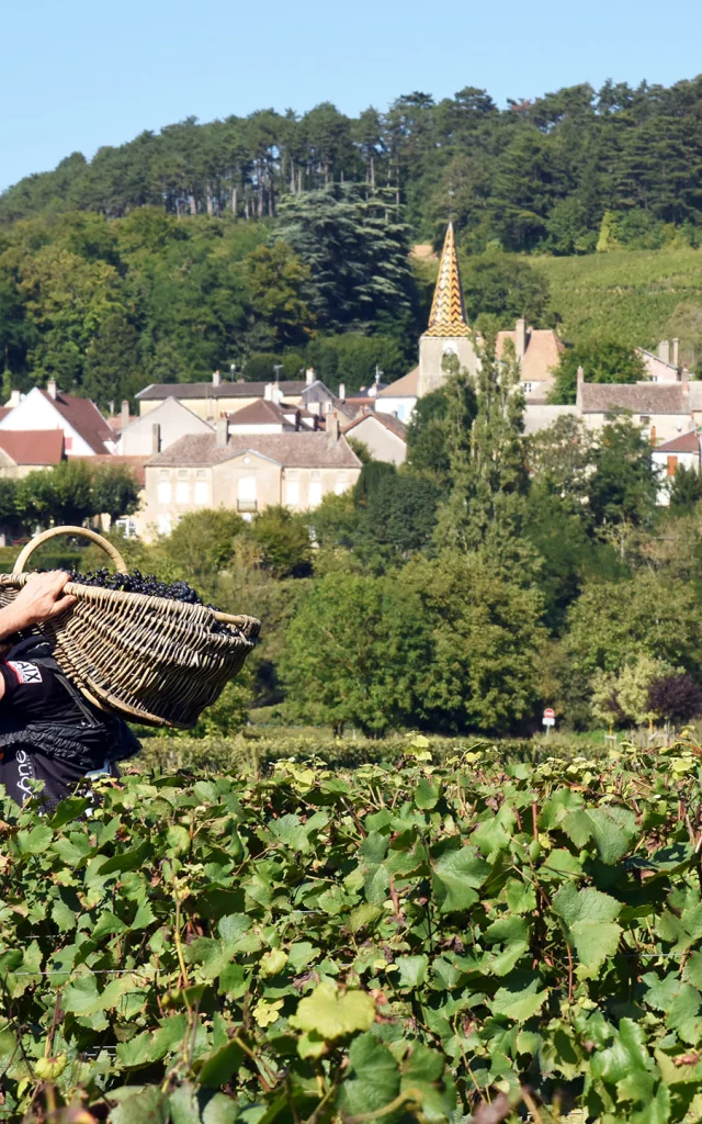Vendanges à Pernand-Vergelesses