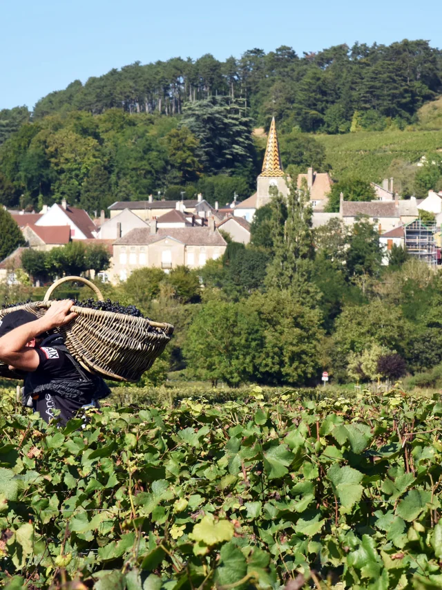Vendanges à Pernand-Vergelesses