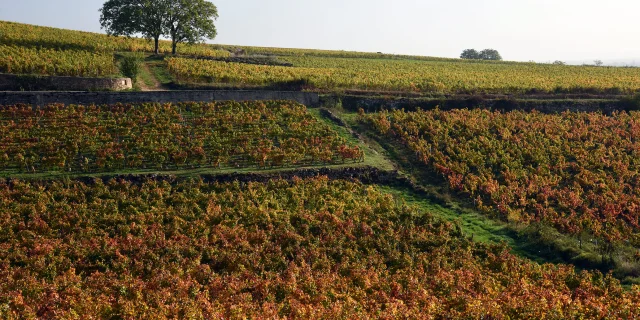 Vignobles au lever du soleil en automne
