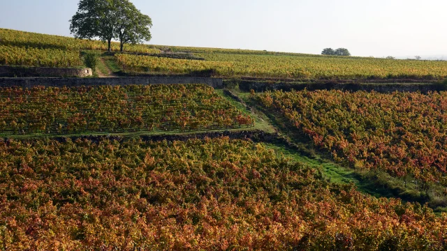 Vignobles au lever du soleil en automne