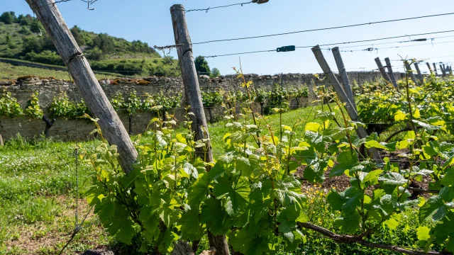 Le vignoble de la Côte de Beaune au printemps