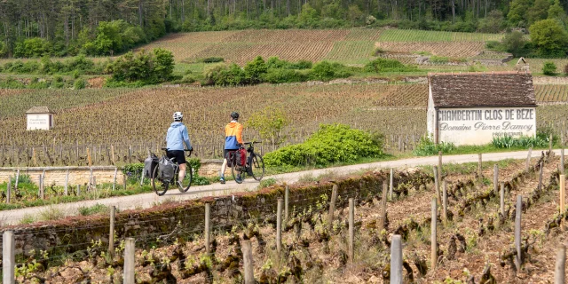 Le Clos de Bèze, à Gevrey-Chambertin Côte de Nuits