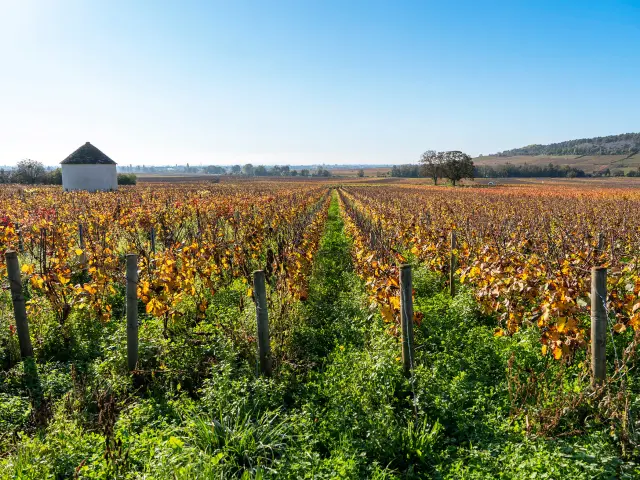 Savigny-lès-Beaune en automne