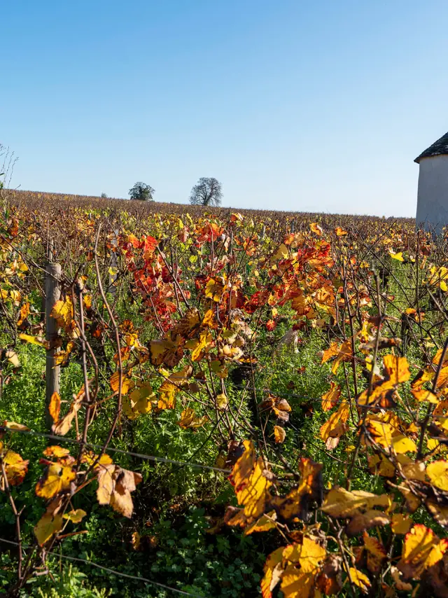 Savigny-lès-Beaune en automne