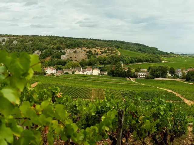 Vignoble de Vosne-Romanée