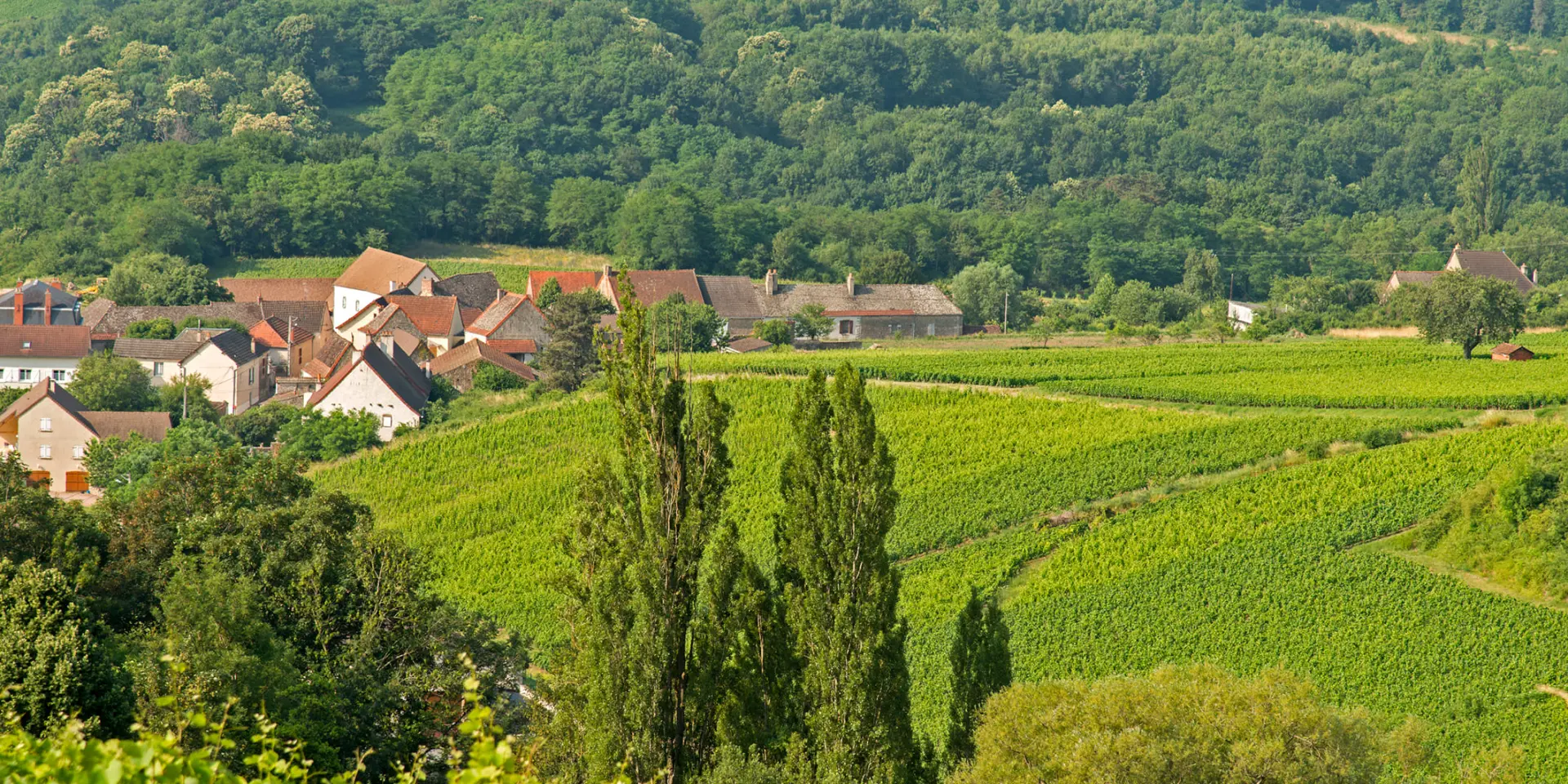 Vignoble à Dezize-Les-Maranges
