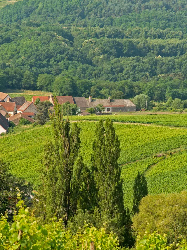 Vignoble à Dezize-Les-Maranges