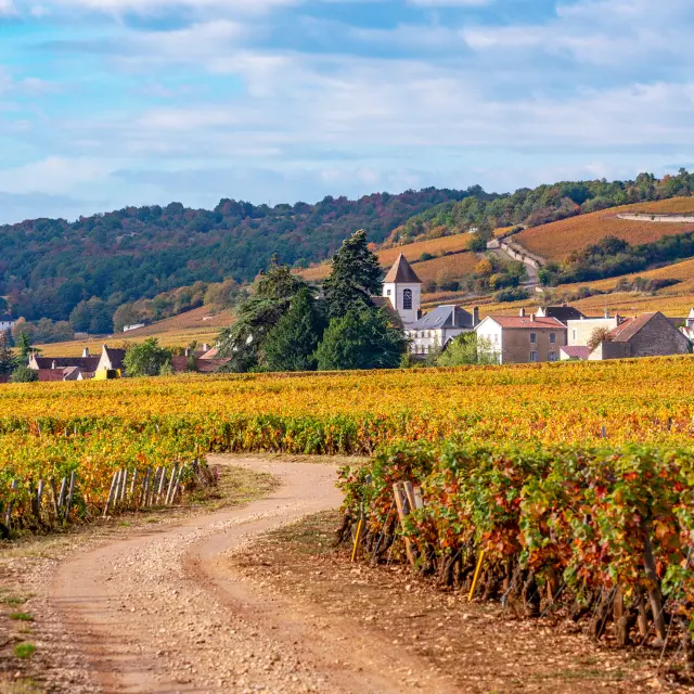 Vignoble à Morey-Saint-Denis en automne