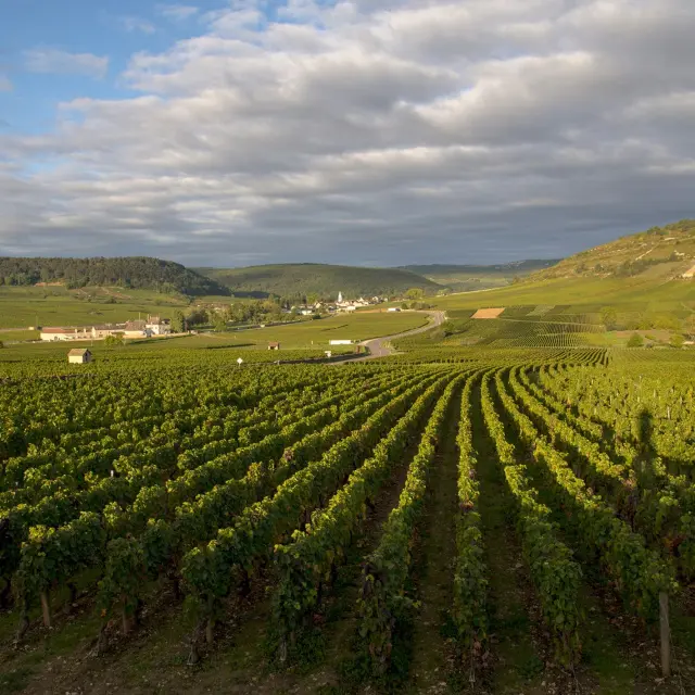 Vignobles à Auxey-Duresses