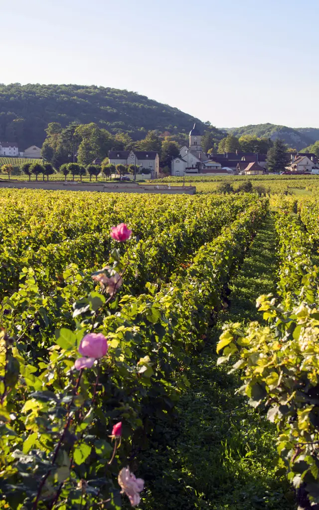 Vignobles de Chambolle-Musigny